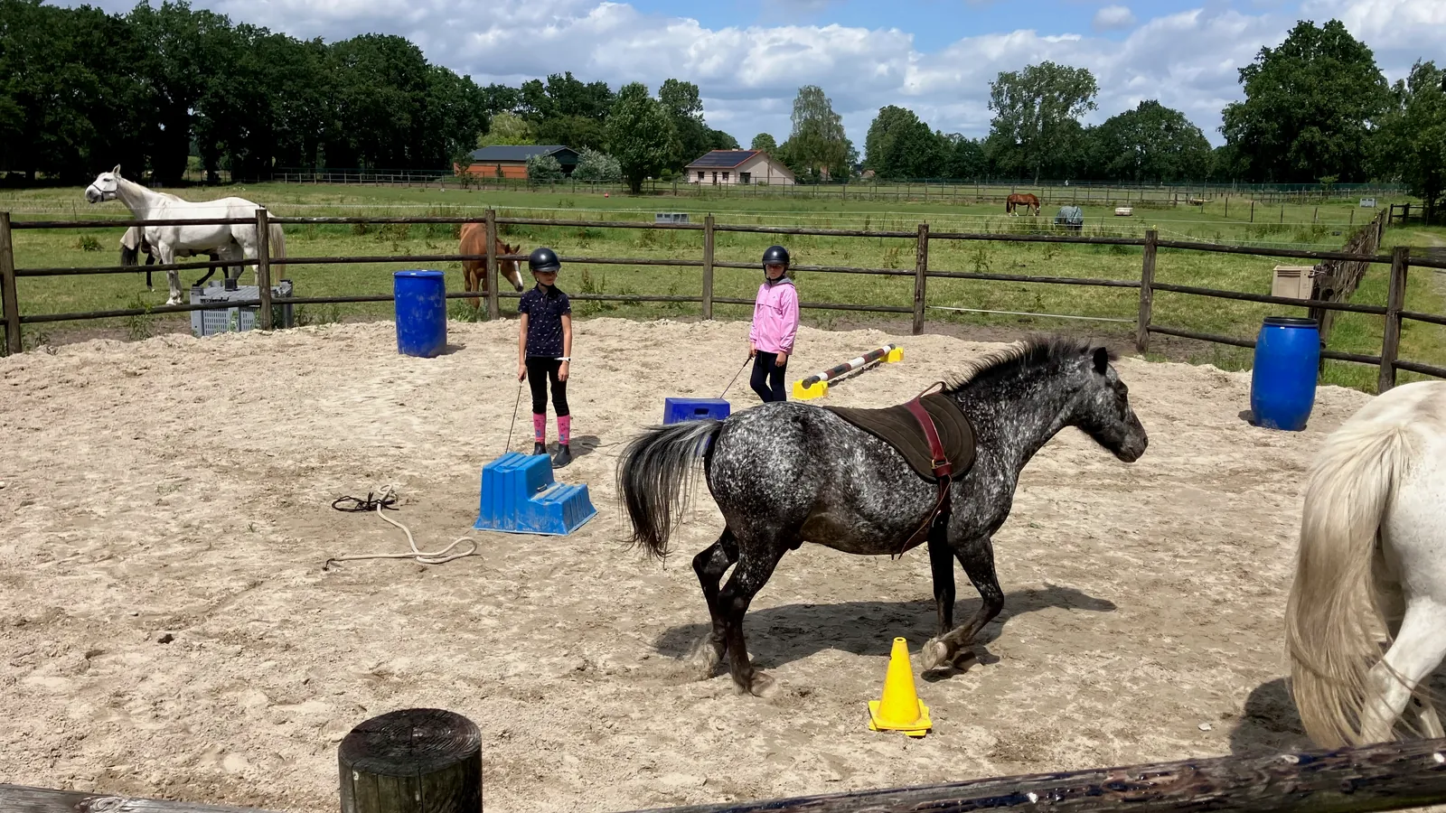 Kinderen spelen in vrijheid met de pony's in de buitenpiste