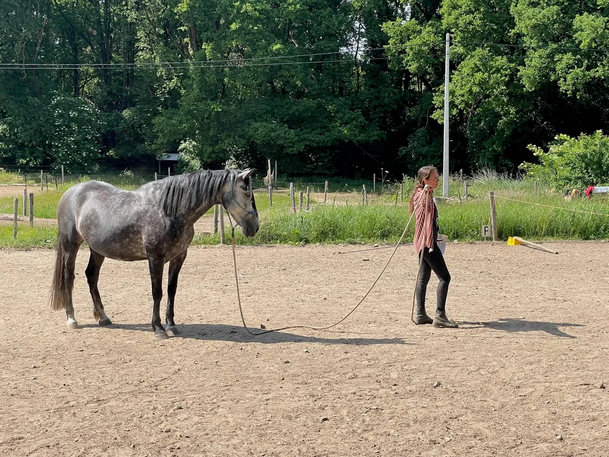 Grondwerk aan de lange lijn met een eigen paard