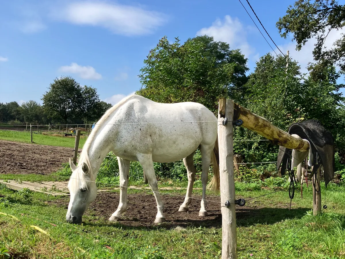 Pony Elva