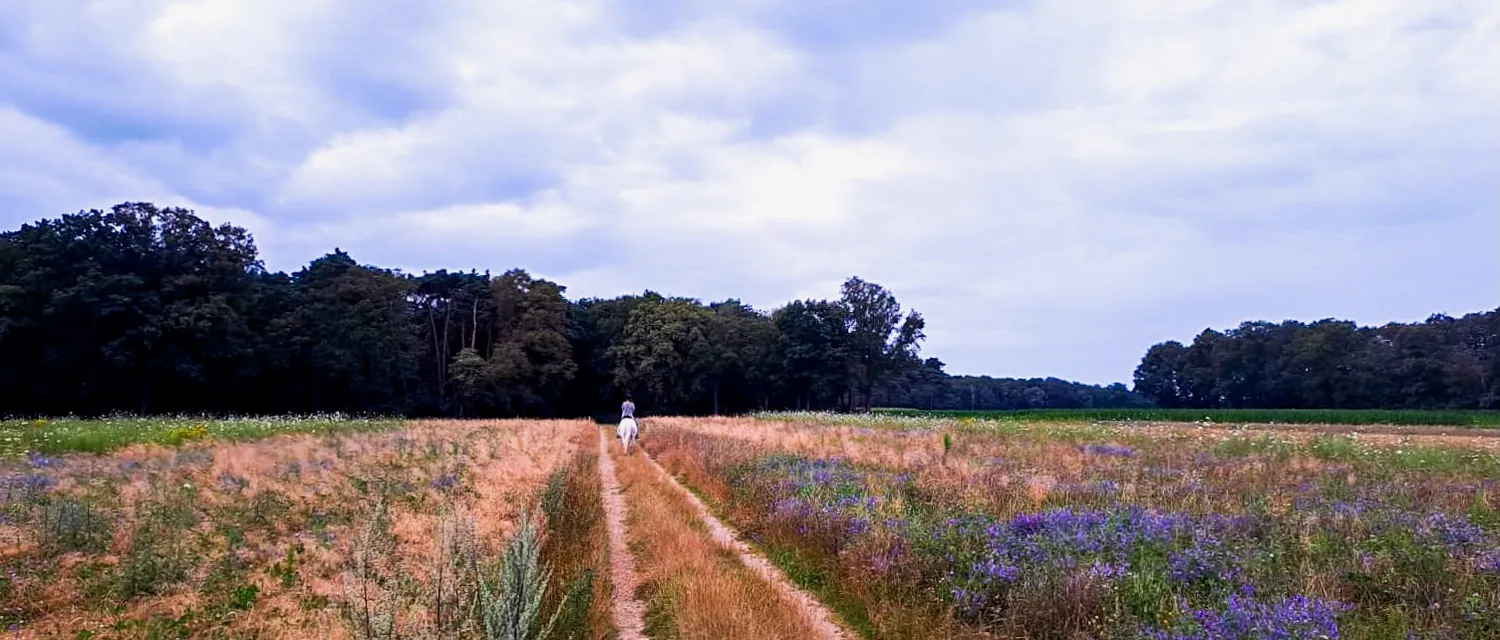Natuurlijk paardrijden: kind en pony samen in de weide