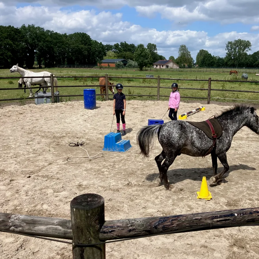 Spelen in vrijheid met de pony's