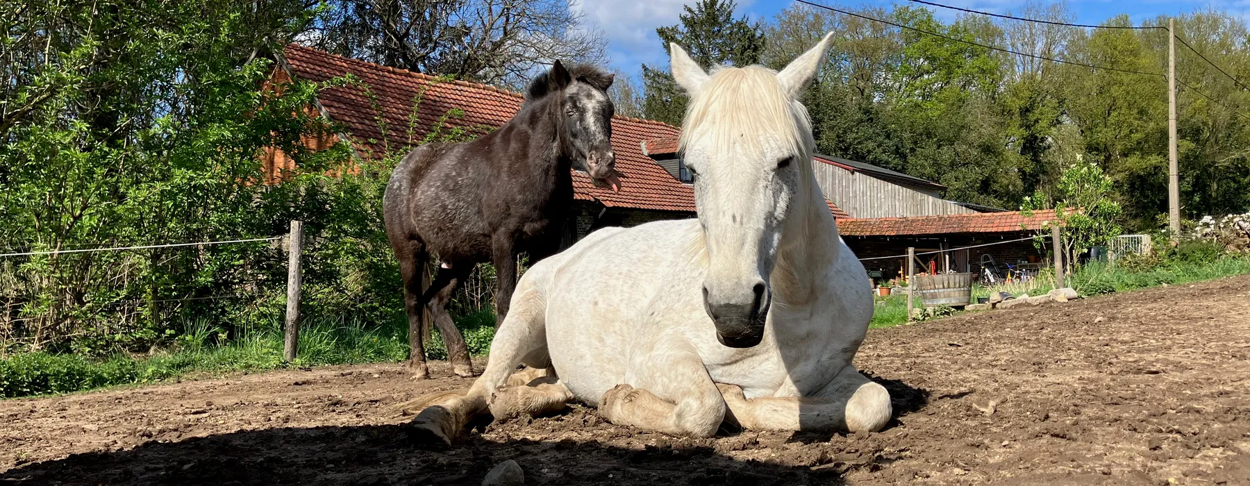 Onze pony's ontspannen in hun eigen leefomgeving