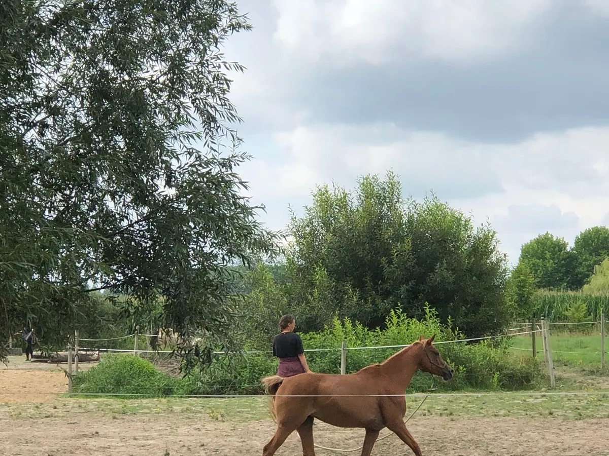 Veulen in de weide bij Pony Connect
