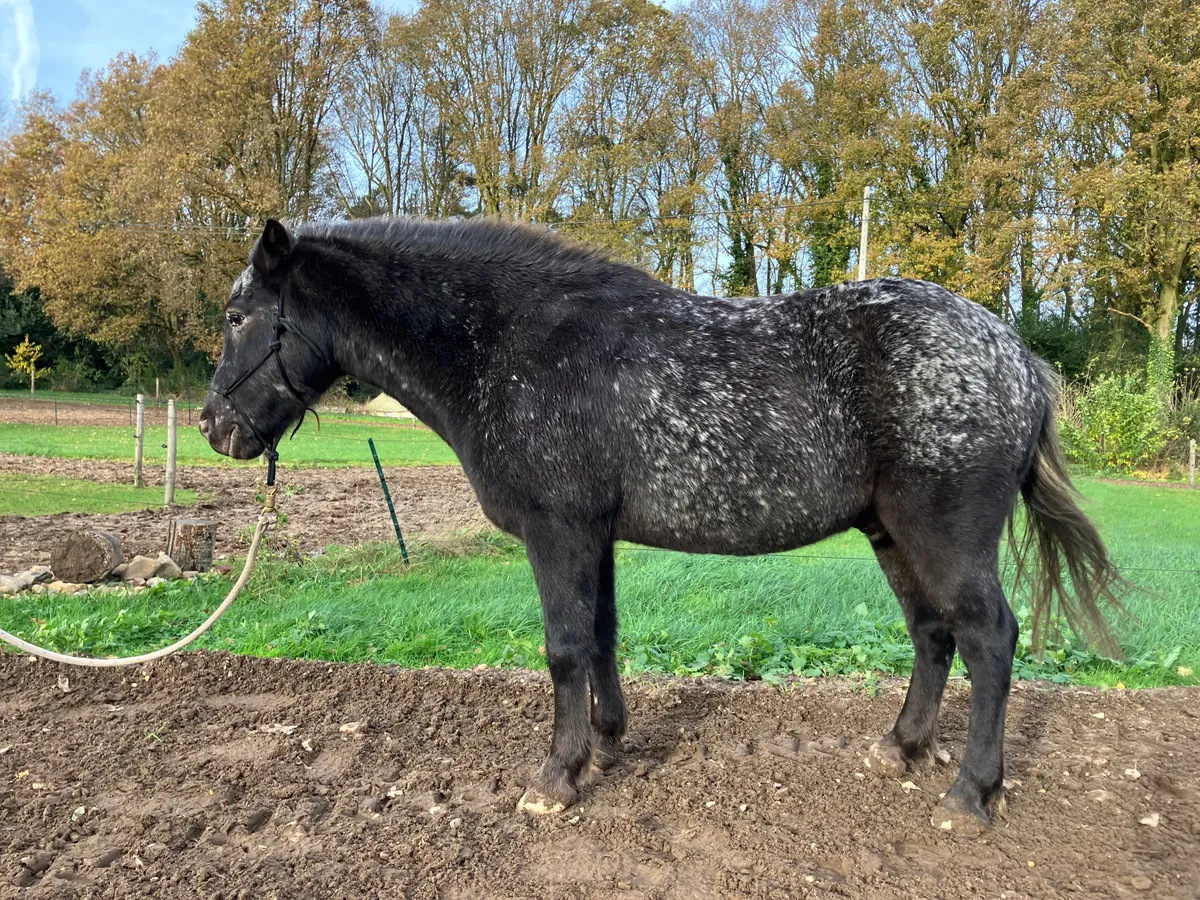 Pony Sproet
